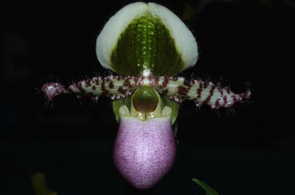 Paphiopedilum liemianum - AM/AOC