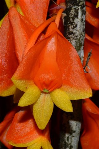 Dendrobium chrysopterum