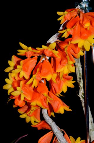 Dendrobium chrysopterum - photo 2