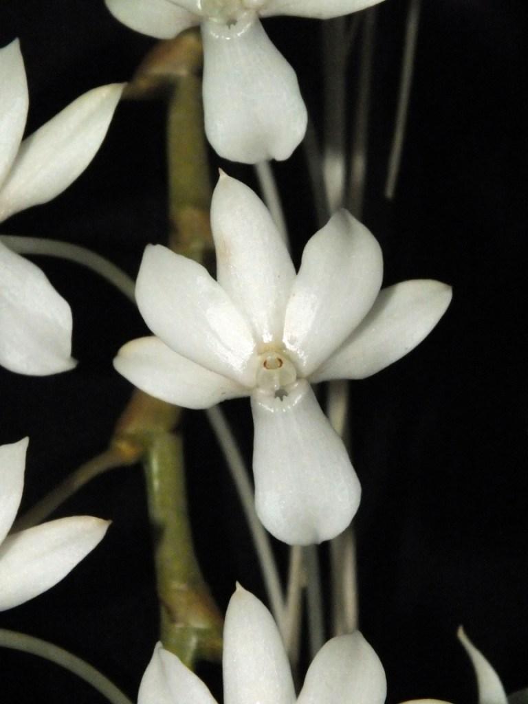 Aerangis Elro - HCC/AOC