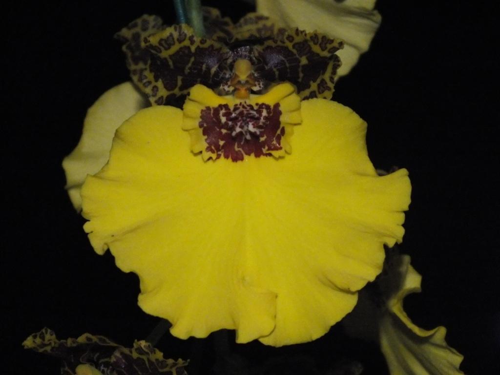 Oncostele Kulnura Triumph - AM/AOC