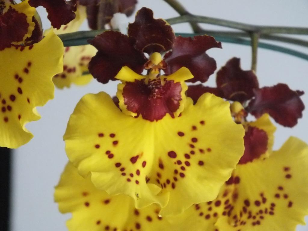 Oncsa Kulnura Delight