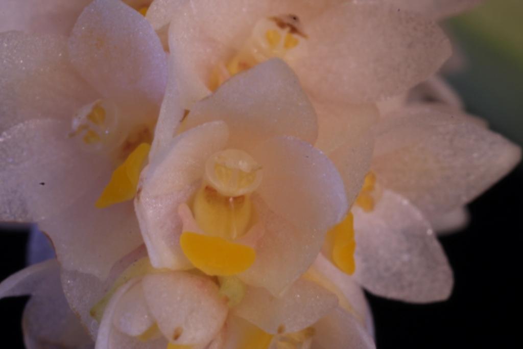 Pinalia spicata
