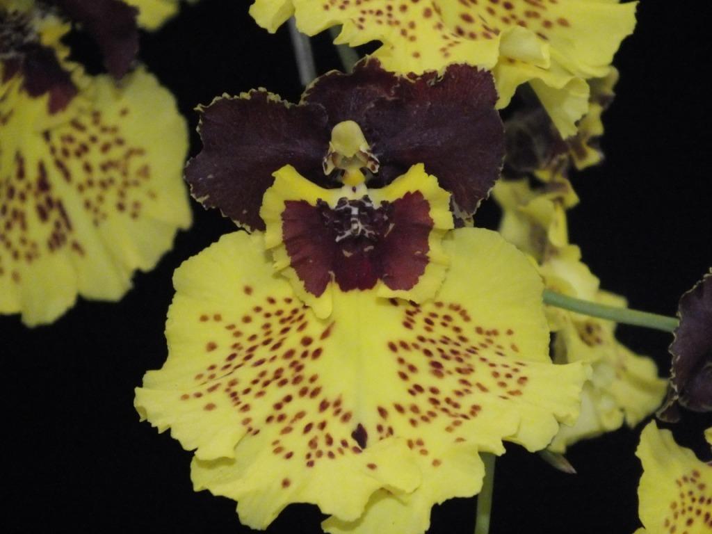 Oncostele Kulnura Delight - HCC/AOC