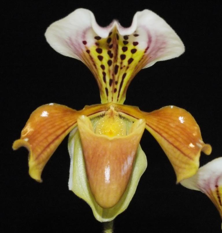Paphiopedilum gratrixianum var. daoense