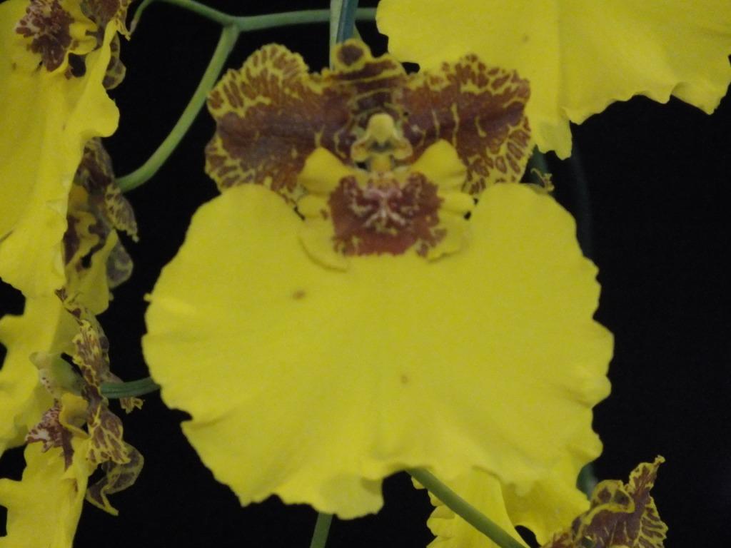 Oncostele Kulnura Triumph - HCC/AOC