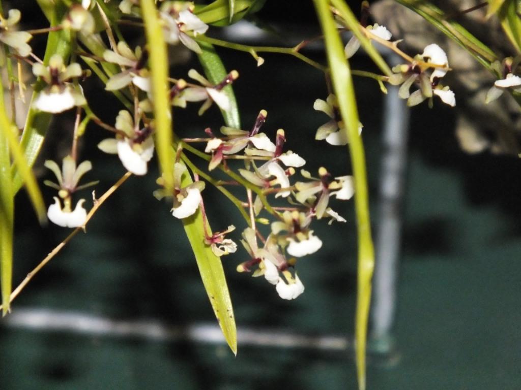 Gomesa radicans - ACC/AOC