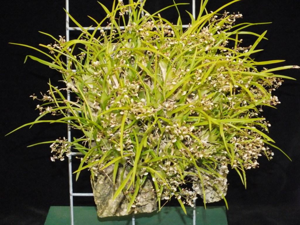 Gomesa radicans - photo 2