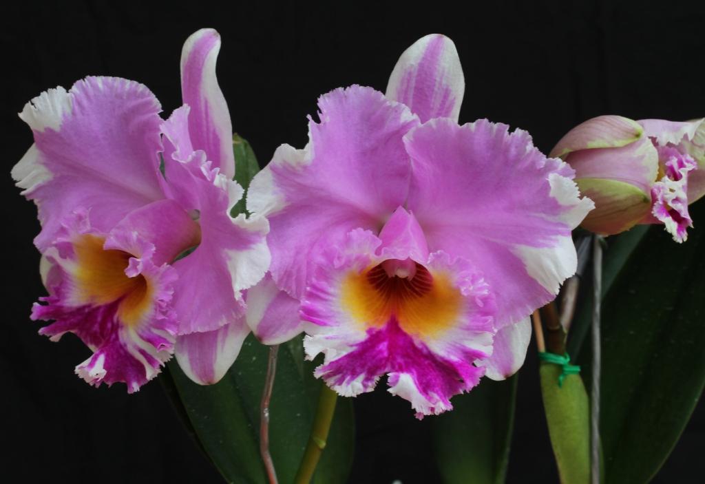 Rlc Burdekin Heights