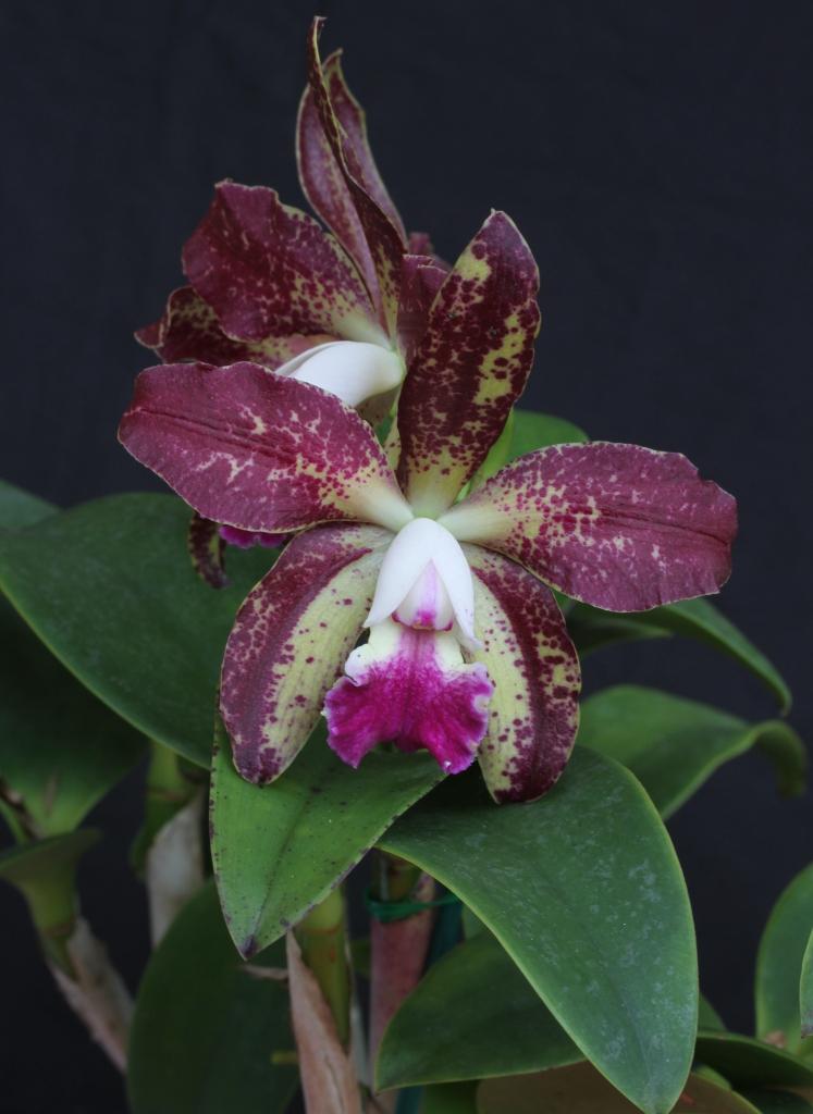 Rlc Lue's Jungle Leopard