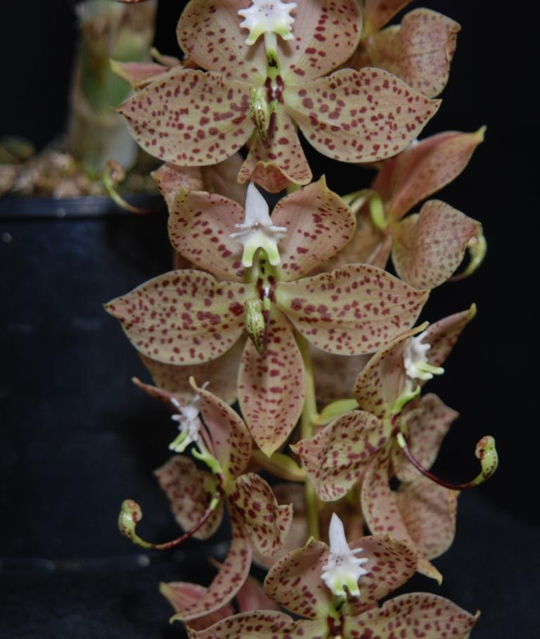 Cycnoches barthiorum - HCC/AOC