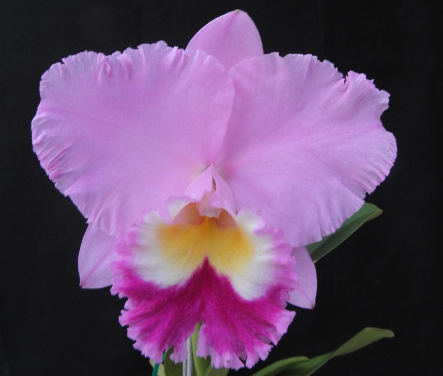 Rhyncholaeliocattleya Paradise Supreme - HCC/AOC