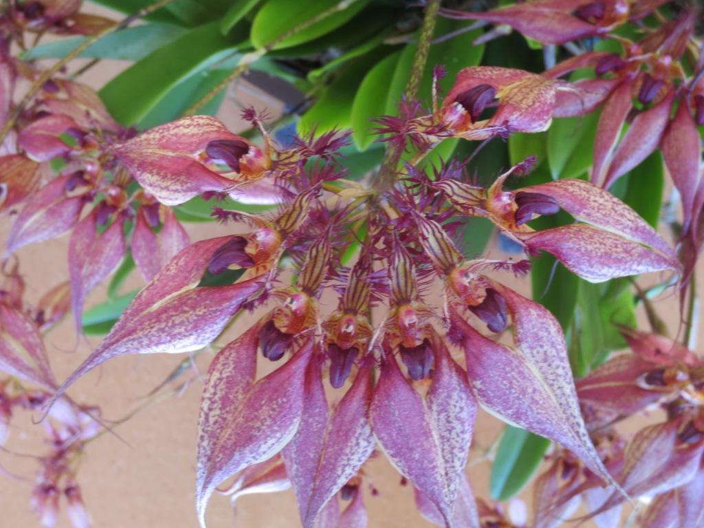 Bulbophyllum rothschildianum