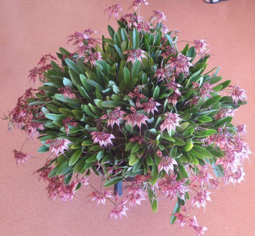 Bulbophyllum rothschildianum - photo 2