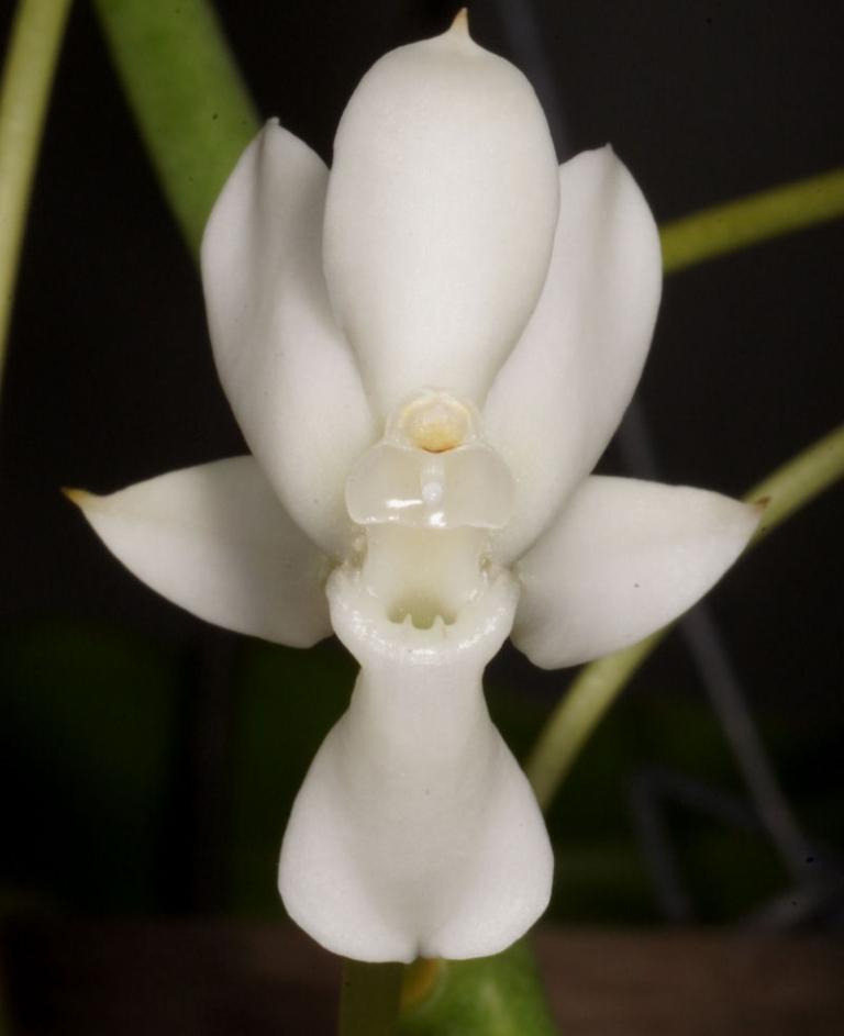 Aerangis ellisii - HCC/AOC