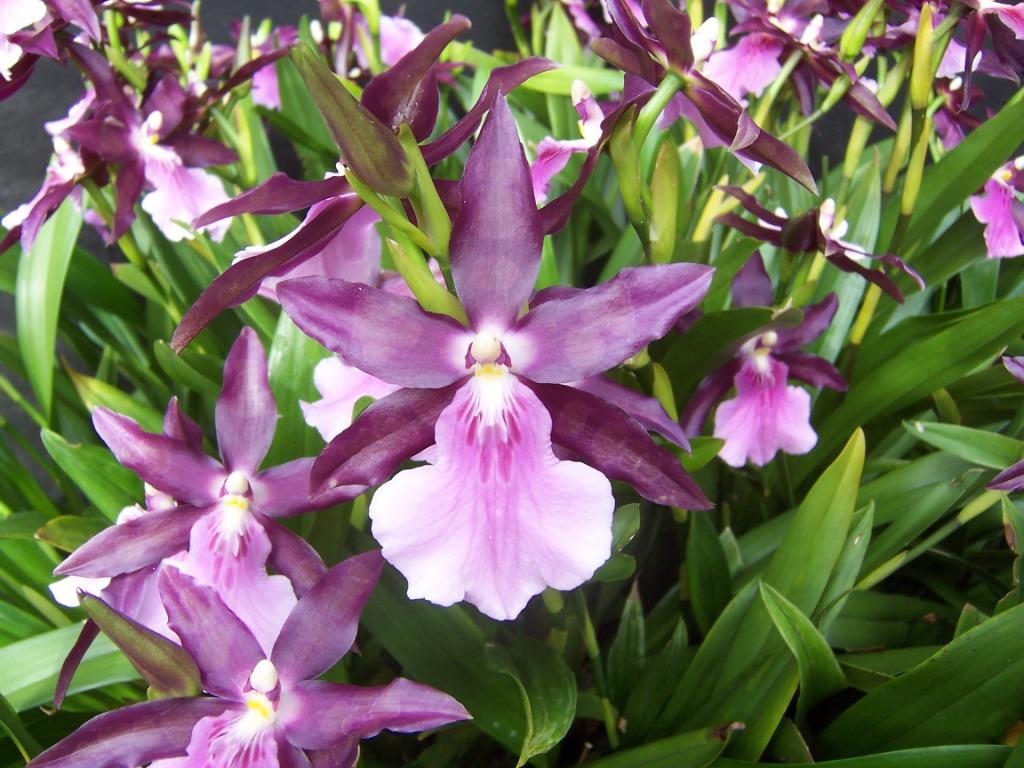 Miltonia moreliana