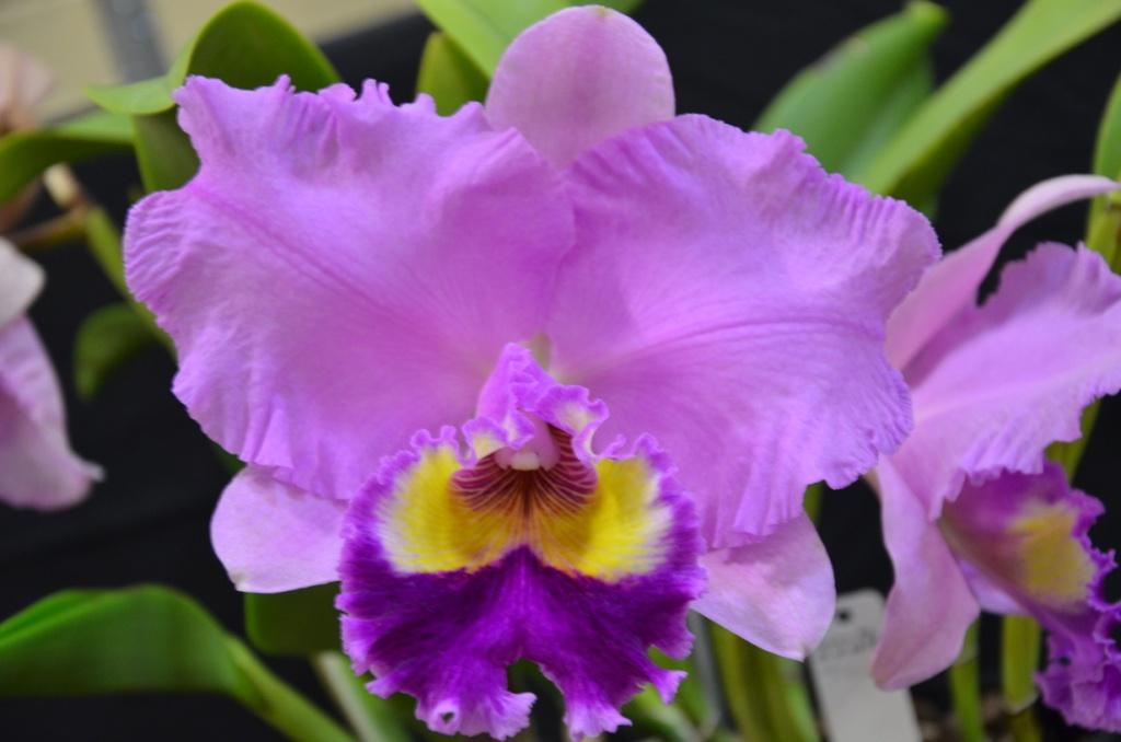 Rlc Burdekin Dream