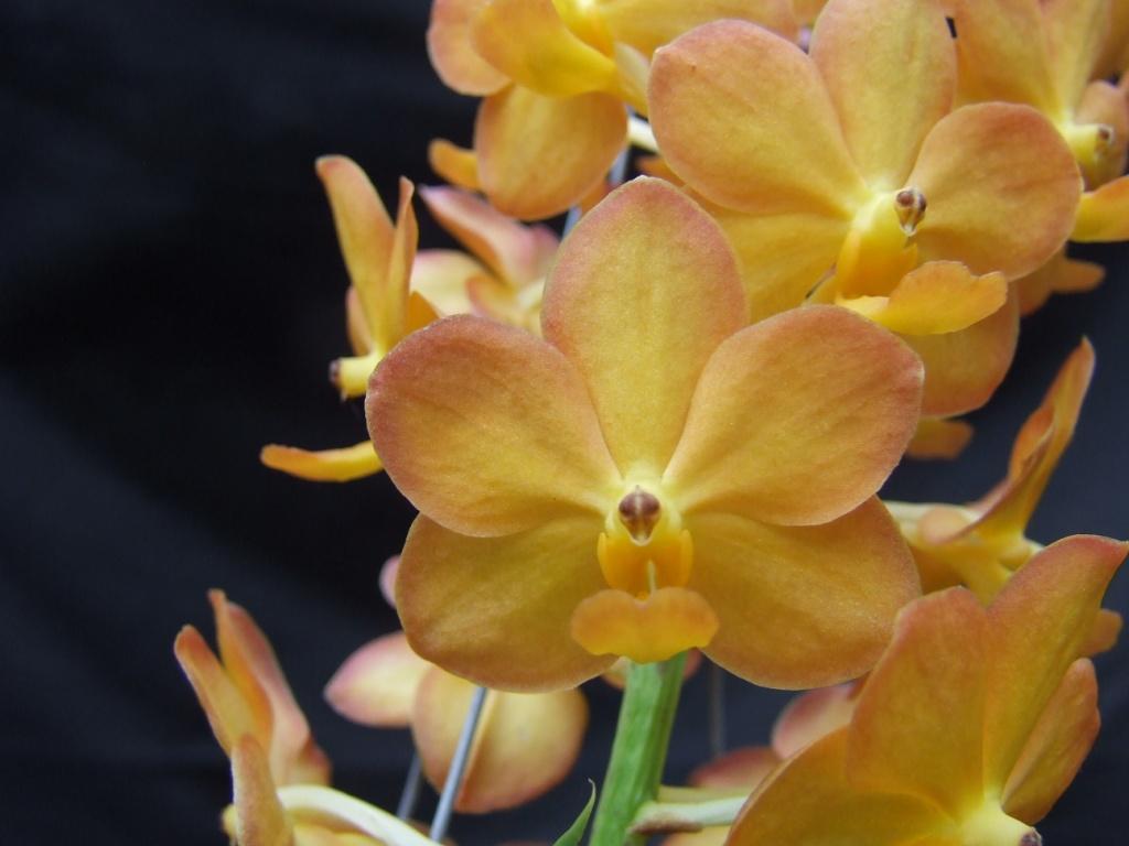 Van Ispbell's Burnished Gold