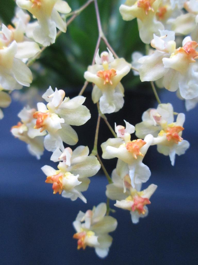 Oncidium Twinkle - ACM/AOC