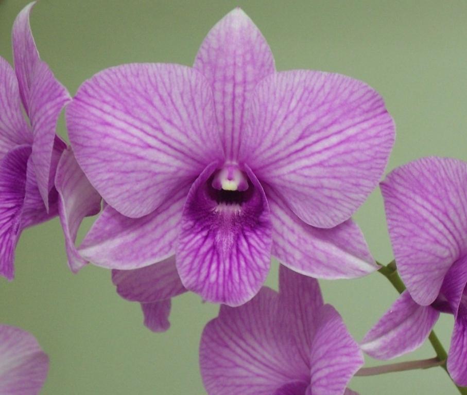 Dendrobium Kiilani Stripe - HCC/AOC