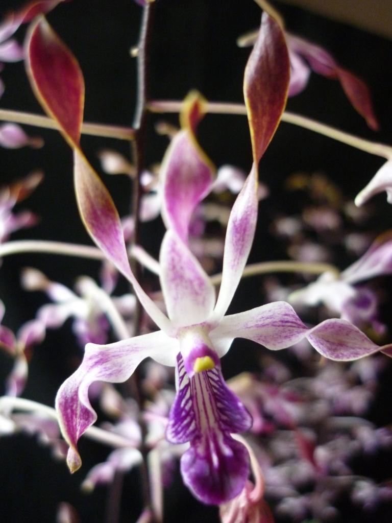 Dendrobium Adrian Lonne - HCC/AOC