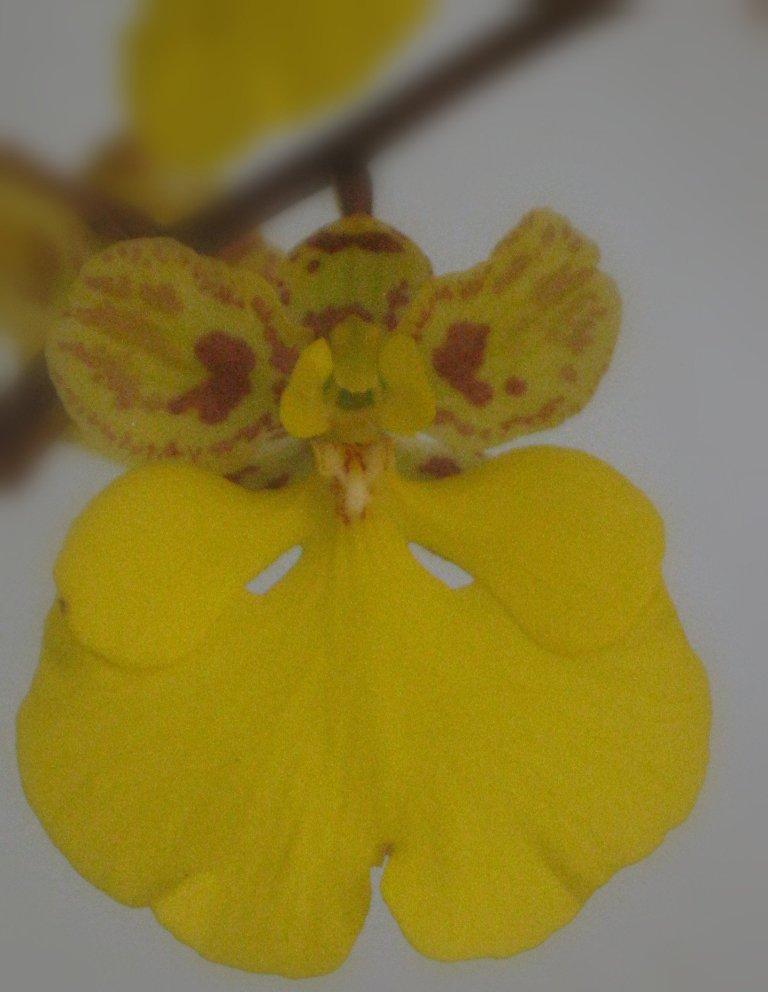 Gomadachtia Robsan's Gold