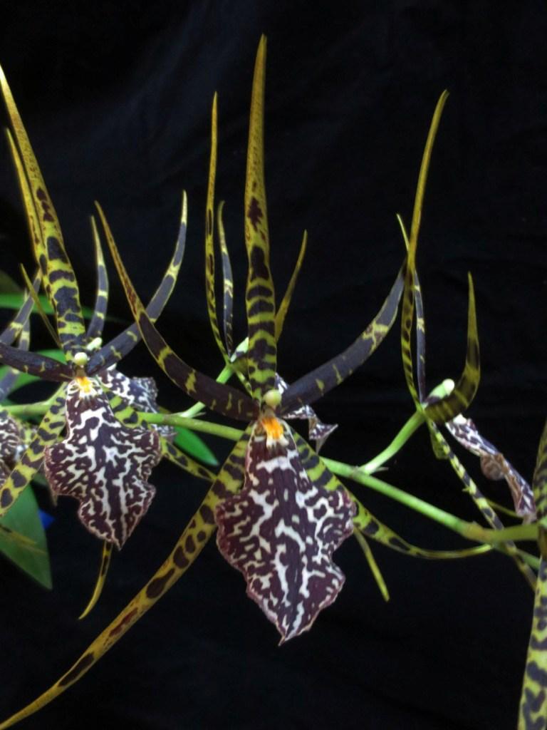 Brassostele Rainbow Spiders
