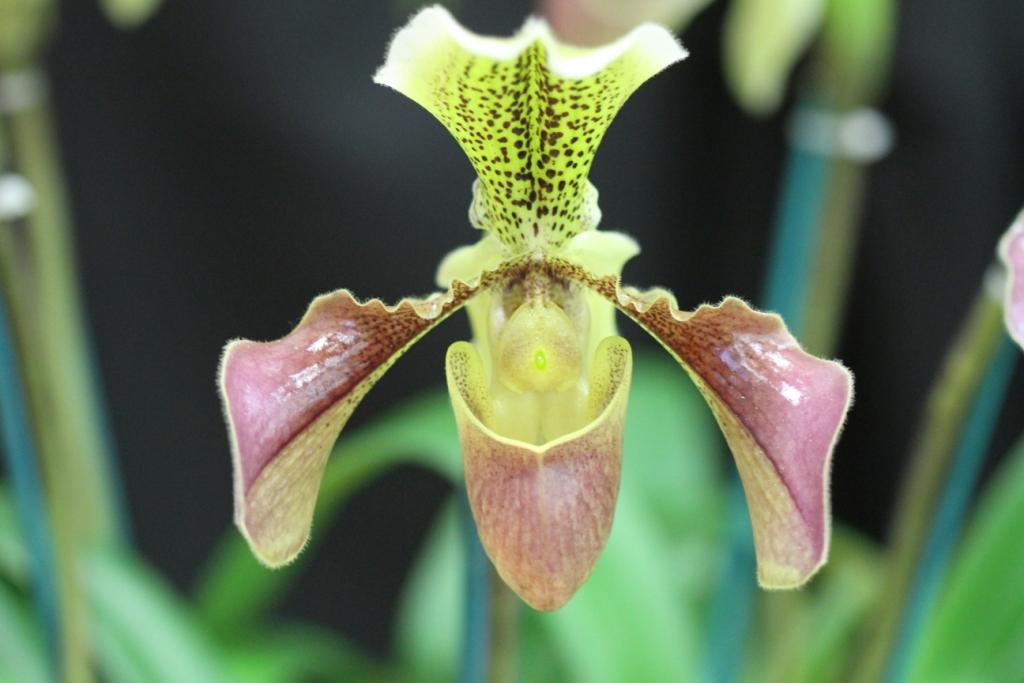 Paph Chouvetii