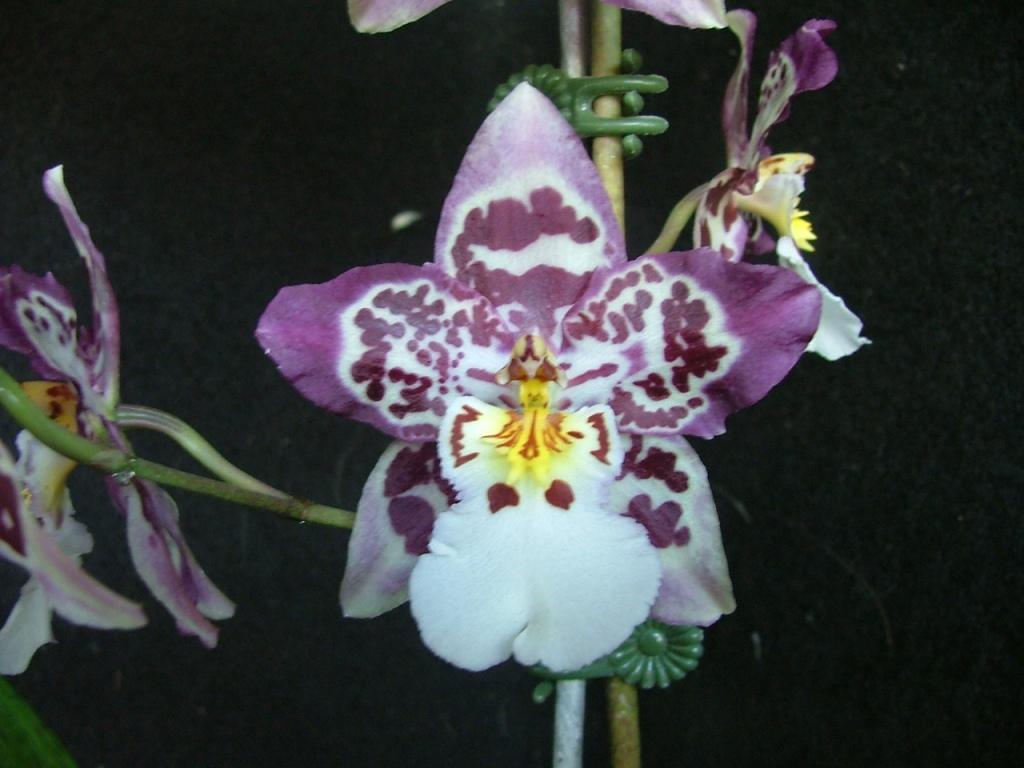 Oncidium Tigersette