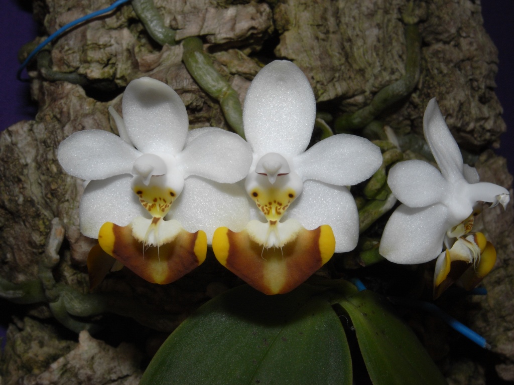Phalaenopsis lobbii
