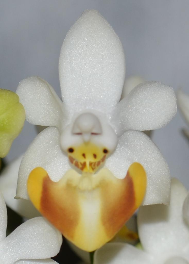 Phalaenopsis lobbii - HCC/AOC