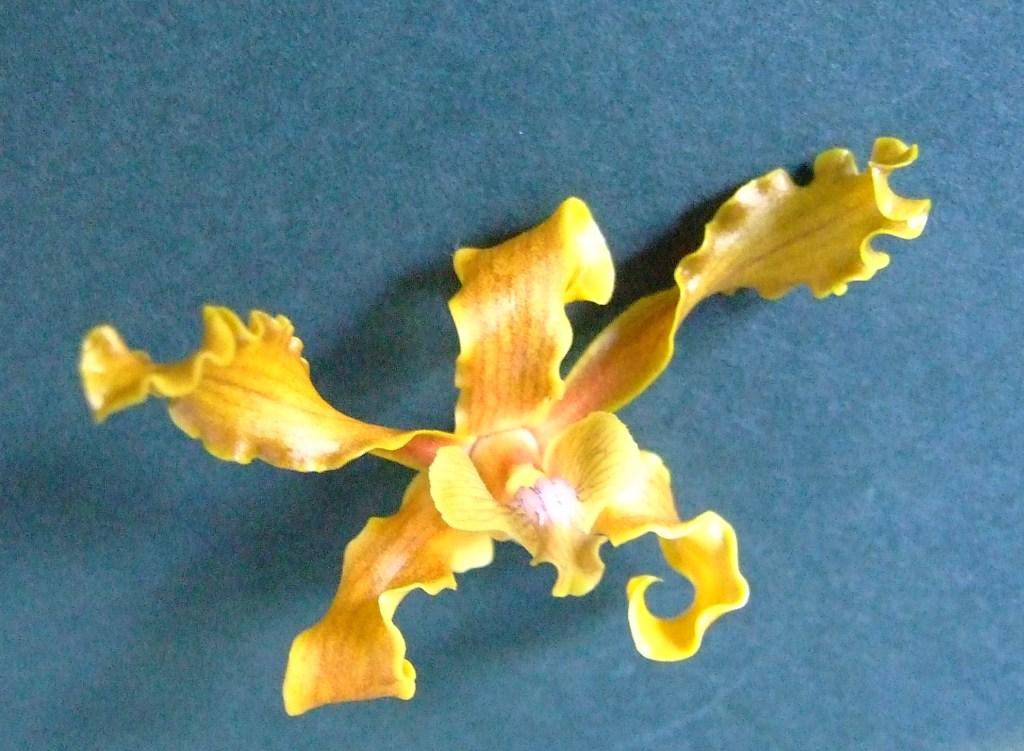 Dendrobium discolor