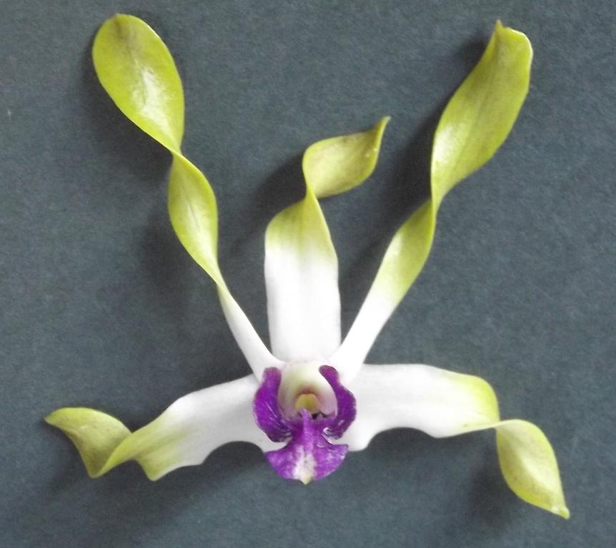 Dendrobium Fraser's Stunning Perfection
