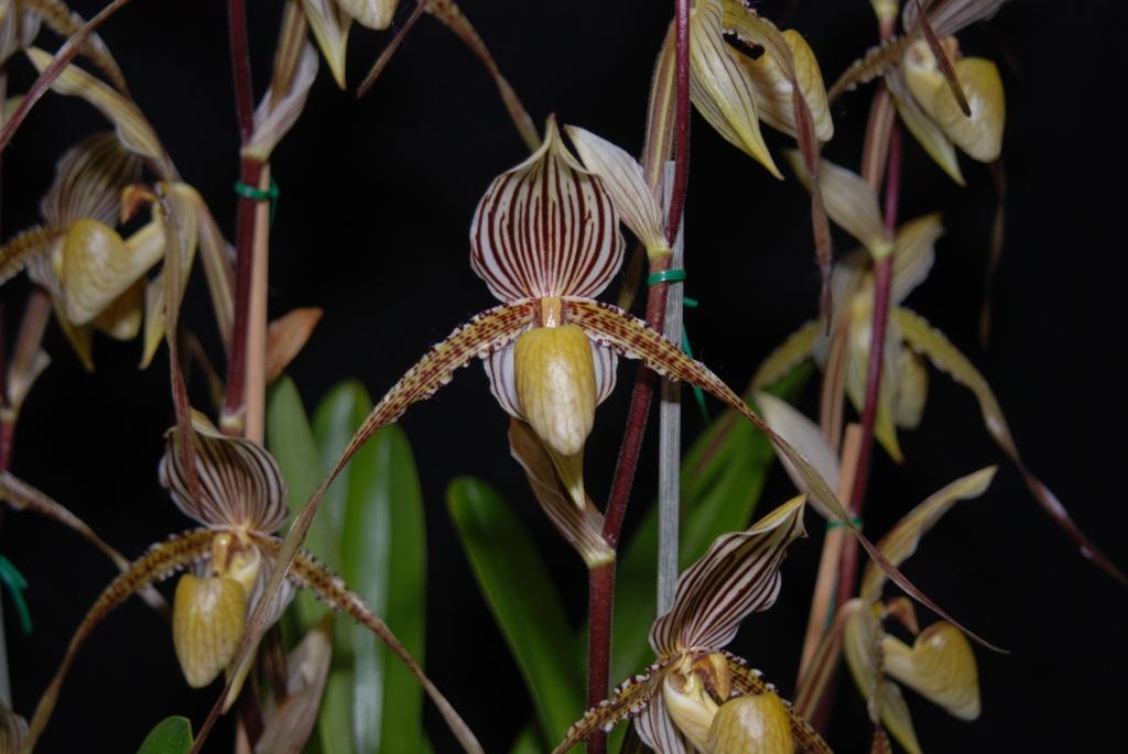 Paphiopedilum Saint Swithin - AM/AOC