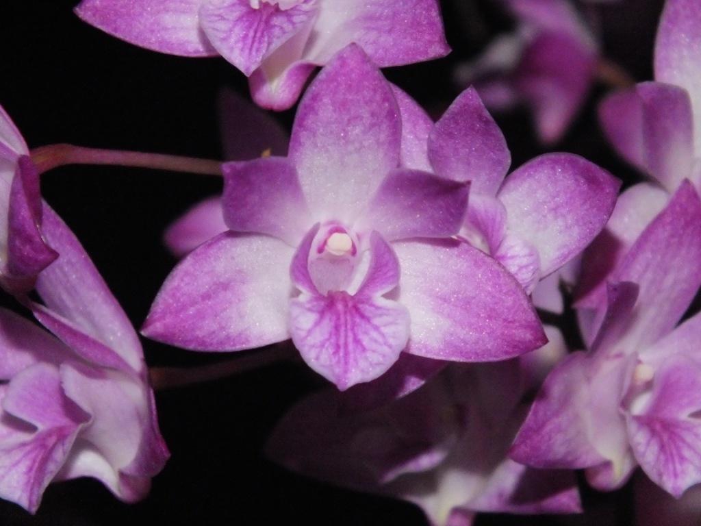Dendrobium Esme Poulton - AM/AOC