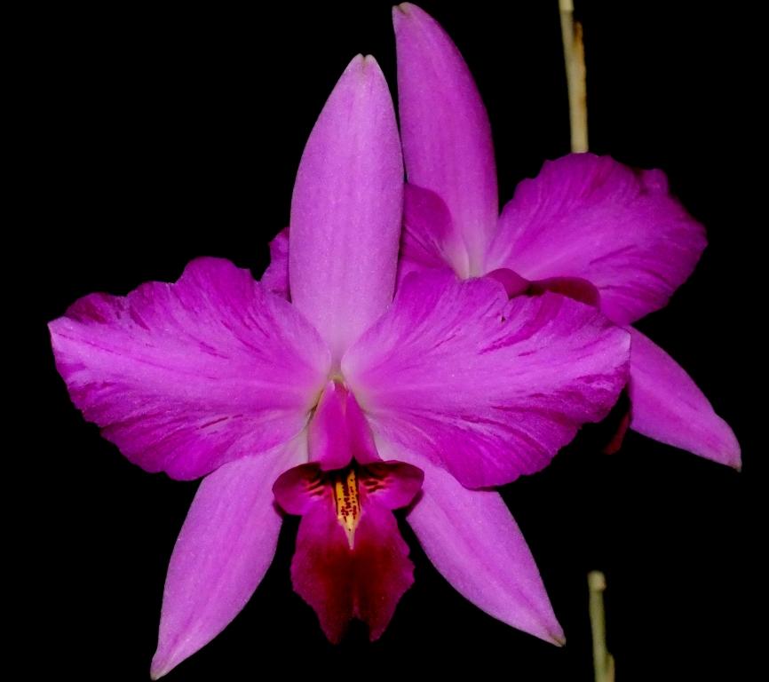 Laelia anceps subsp. anceps