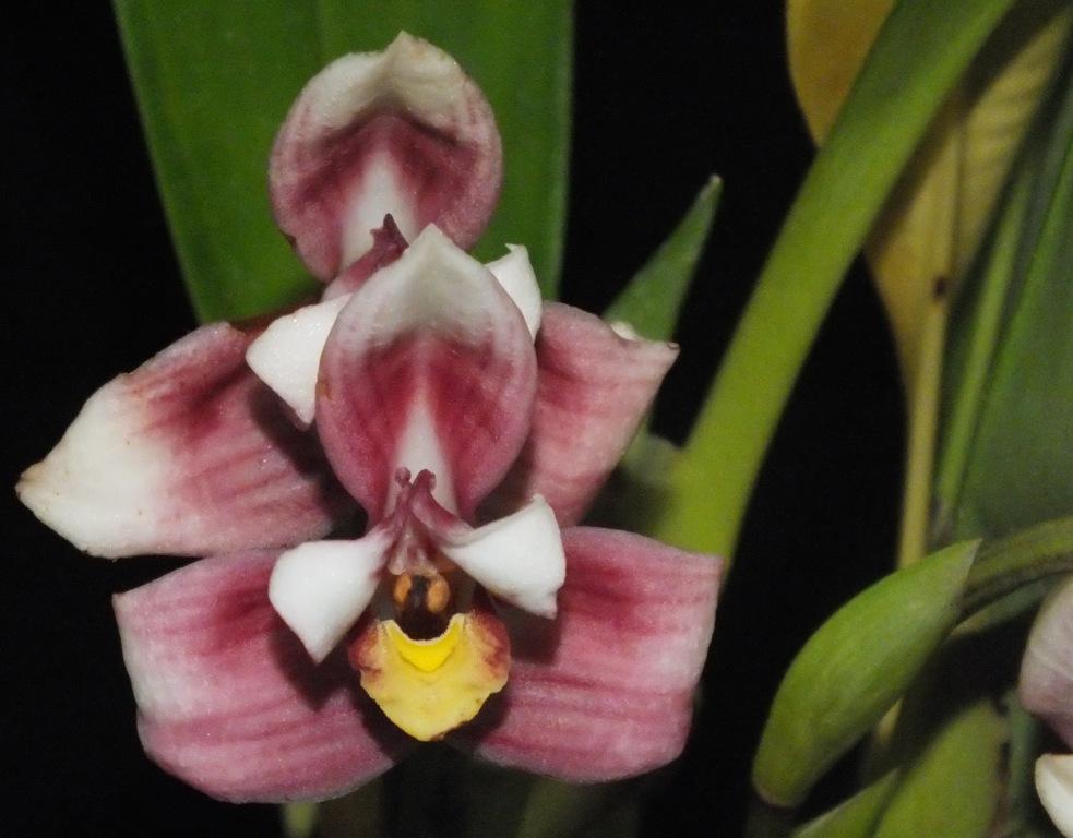 Maxillaria huebschii - CBM/AOC