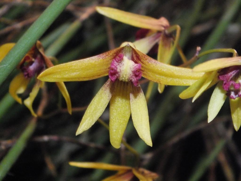 Dendrobium Tweetas - ACM/AOC