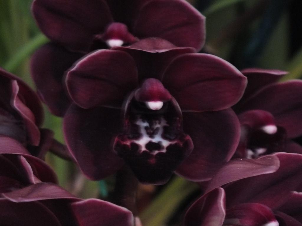 Cymbidium Space Tango