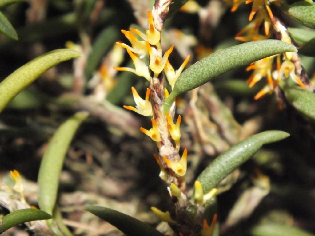 Bulbophyllum gadgarrense