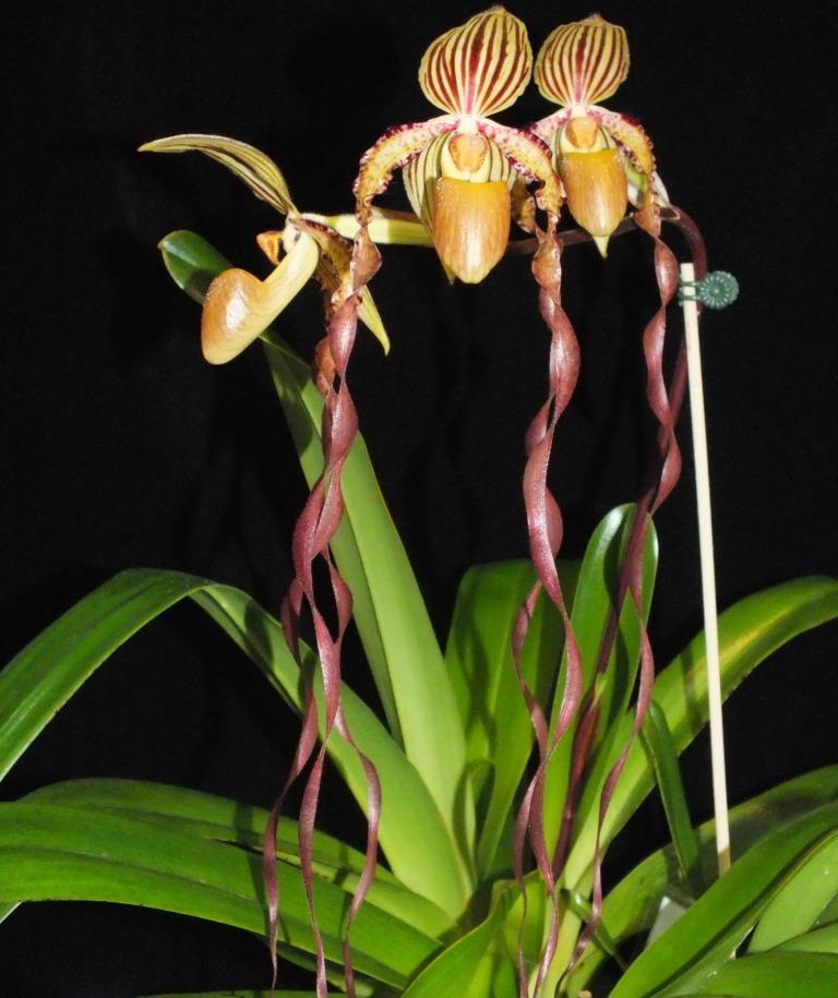 Paphiopedilum Michael Koopowitz - AM/AOC
