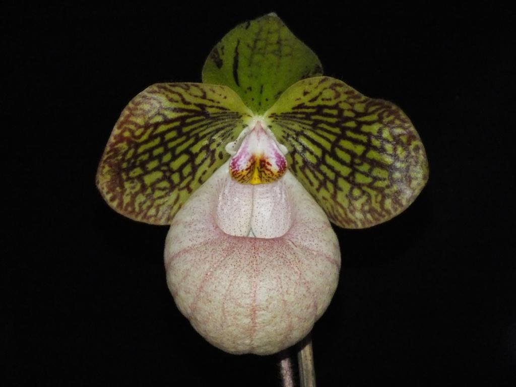Paph Fanaticum
