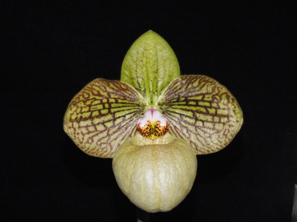 Paph Fanaticum