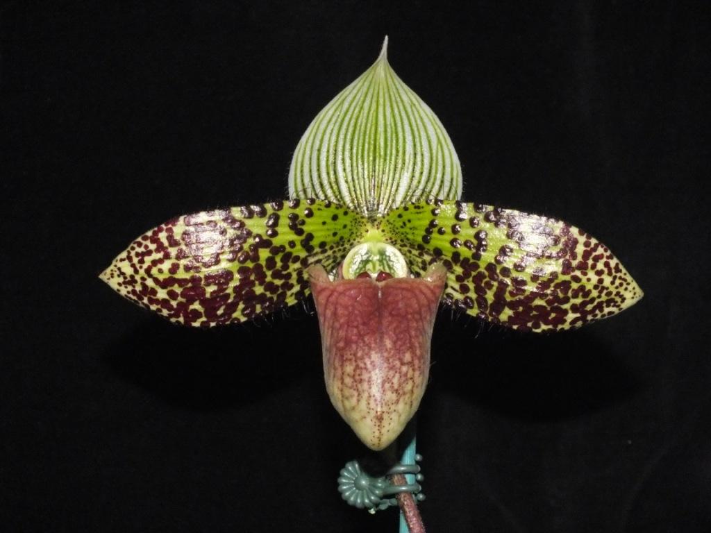 Paphiopedilum sukhakulii - AM/AOC