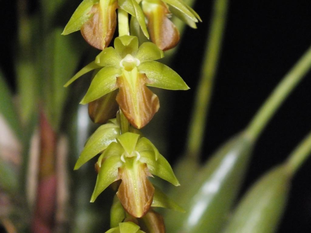 Coelogyne schaiblei