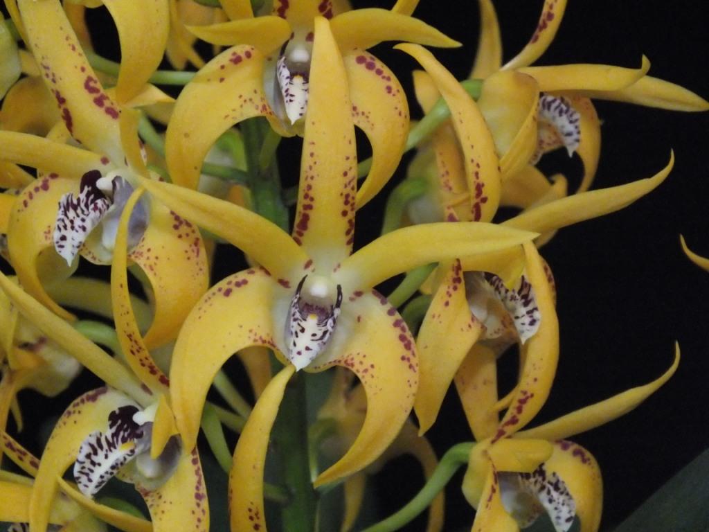 Dendrobium Avril's Gold - AM/AOC
