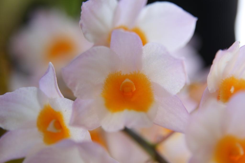 Dendrobium farmeri - AM/AOC