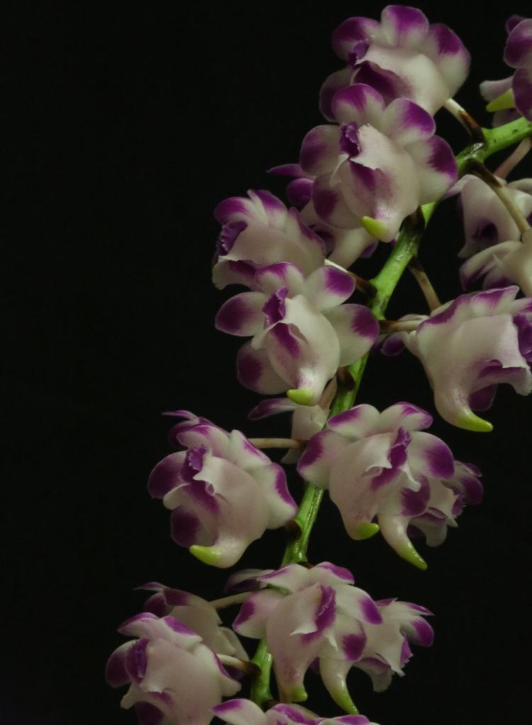 Aerides lawrenceae - AM/AOC