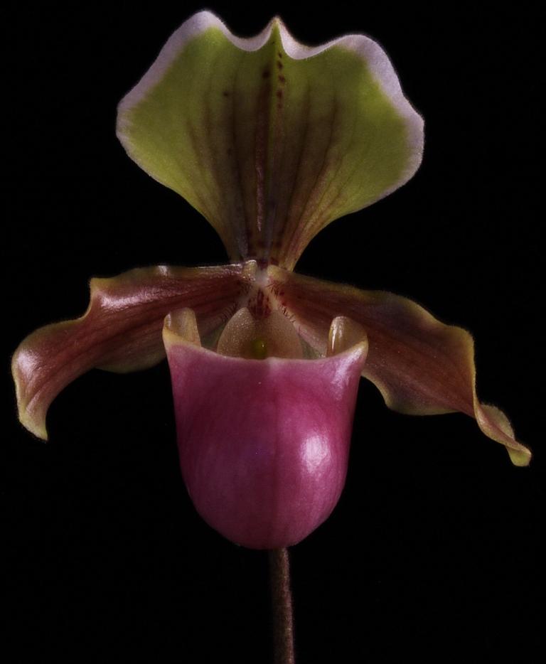 Paph W0ssner Ministar