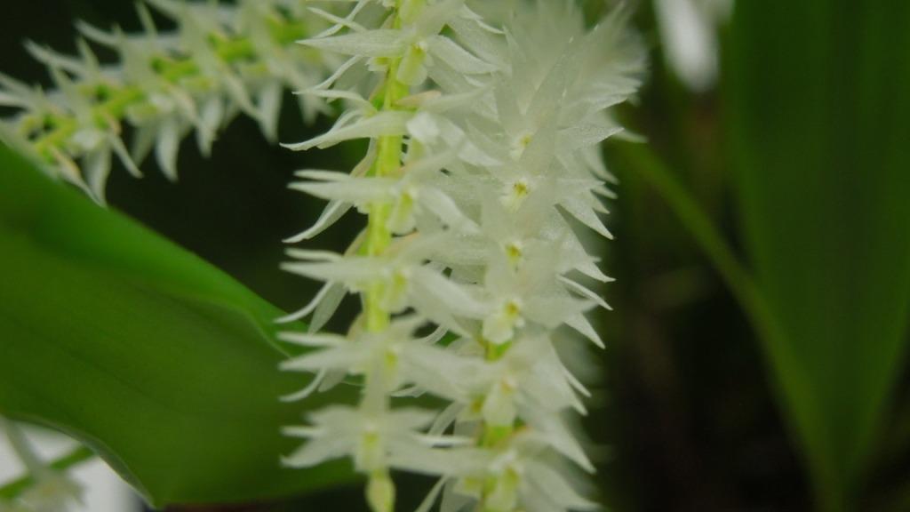 Coelogyne nivea - AM/AOC